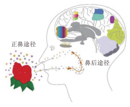 榴莲特征性气味的化学来源与营养价值
