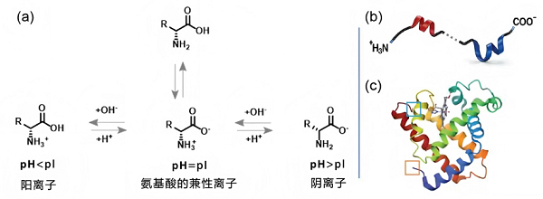 蛋白质“两性”概念的多层次辨析及其教学启示<sup>*</sup>——从氨基酸的两性到蛋白质翻译后修饰